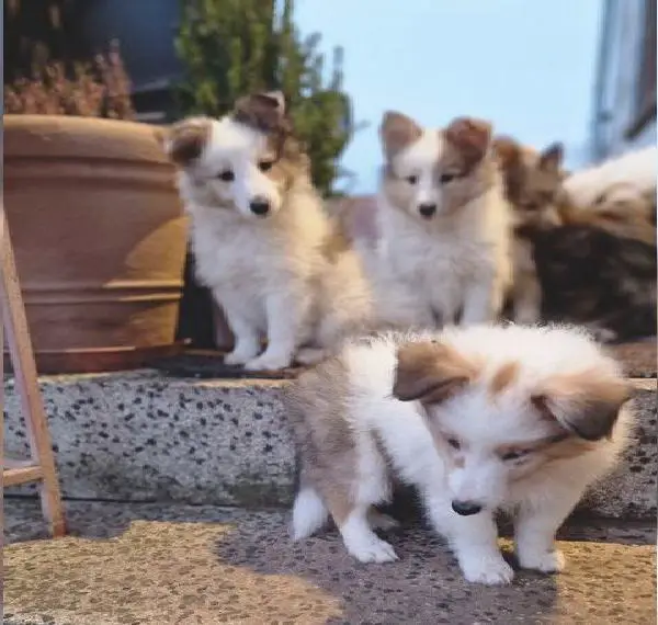 Sheltie Welpen