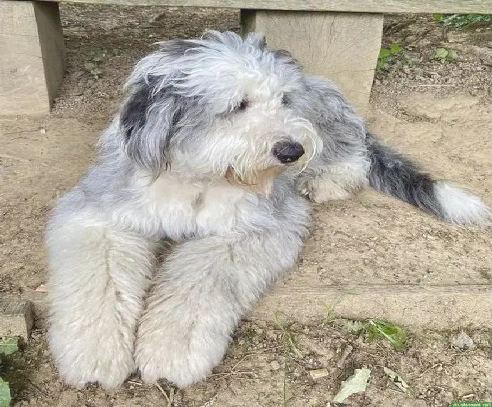 Sheepadoodle Welpen