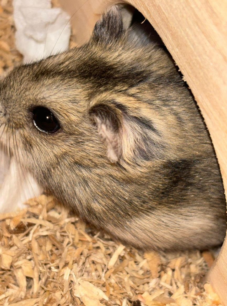 Campbell Zwerghamster gratis abzugeben