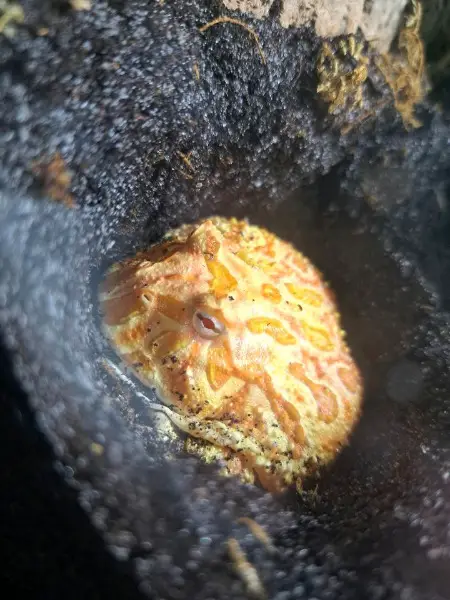 Schmuckhornfrosch inkl.Becken dringend abzugeben