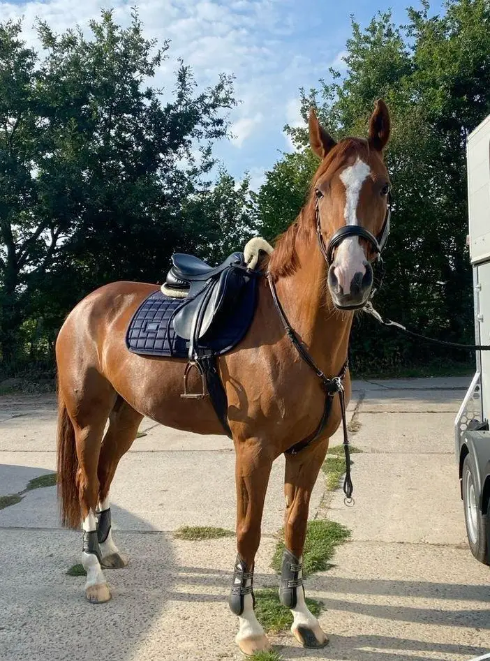 Reitbeteiligung für Sportpferd und Pony