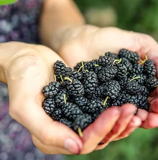 Schwarze Maulbeere Hochstamm