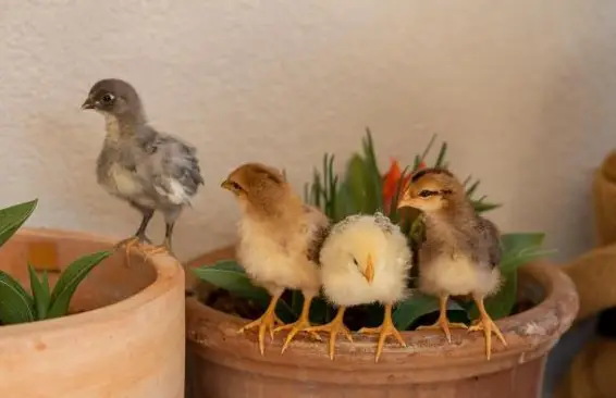 Küken diverser Hühnerrassen in allen Farben