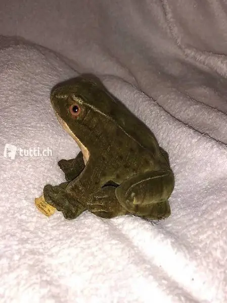 Steiff Frosch Froggy