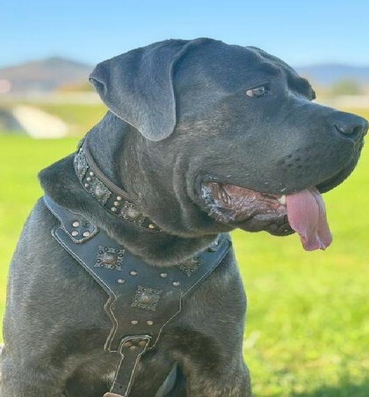 Cane Corso zum decken