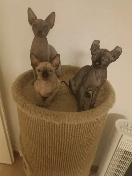 Sphynx kittens Jungen und Mädchen