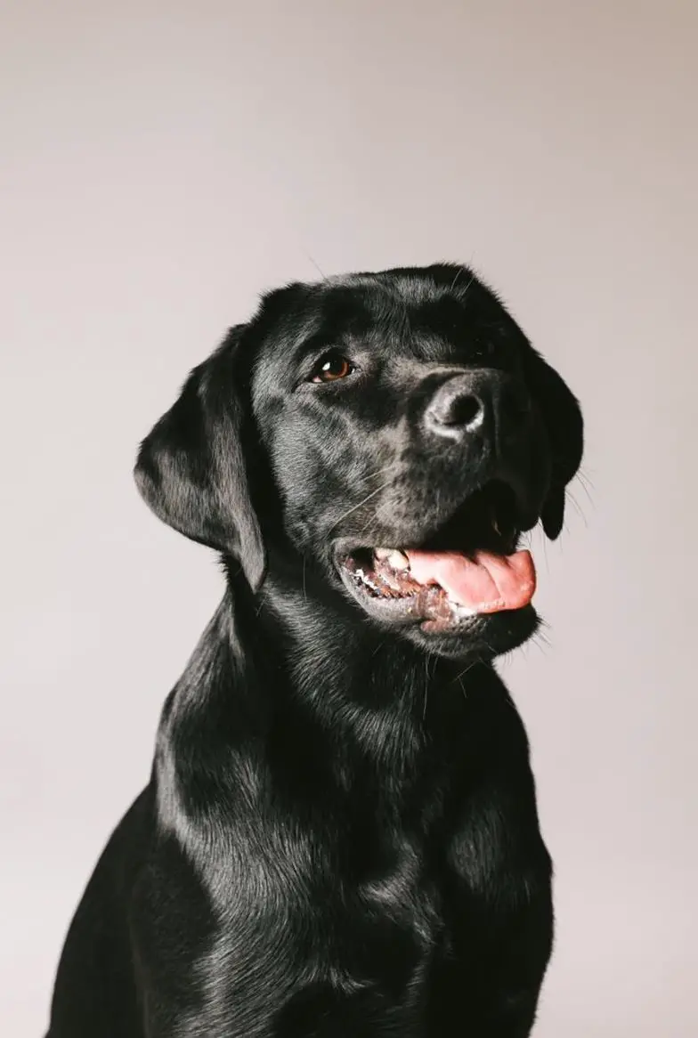 Labrador Deckrüde mit Ahnentafel