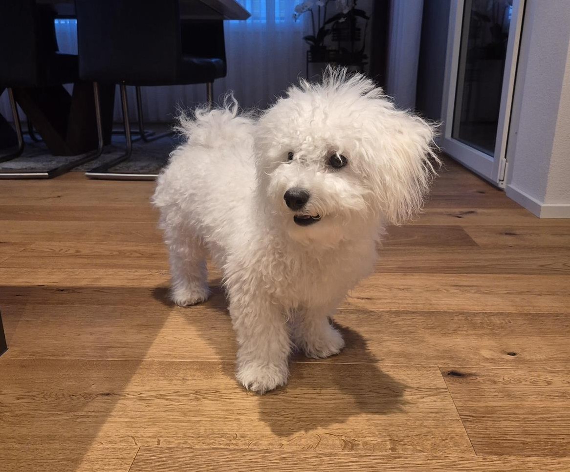Bichon Frisé Junghund, 6 Monate alt