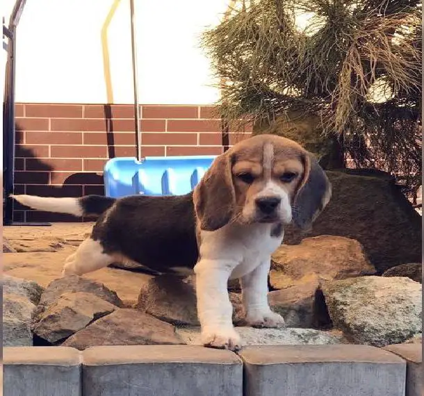 Beagle Welpen mit FCI Papieren