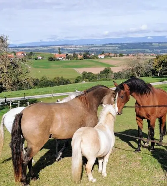 Tolle Gelegenheit französisch zu lernen und mit Pferde zu leben