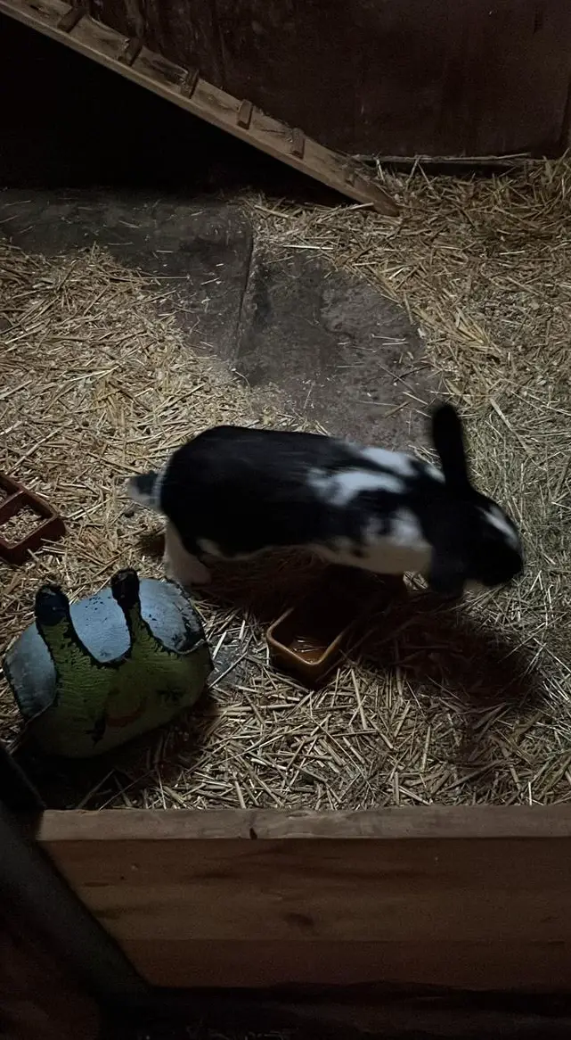 Französische Widder x Holländer Kaninchen Zuchtbock