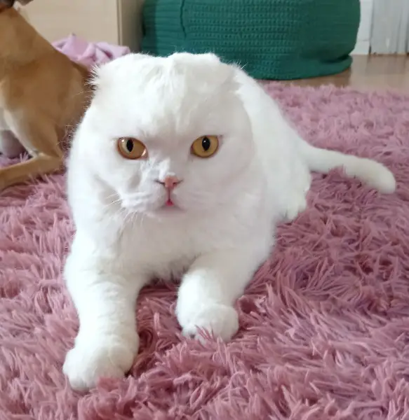 Reinrassiger Scottish Fold Kater abzugeben
