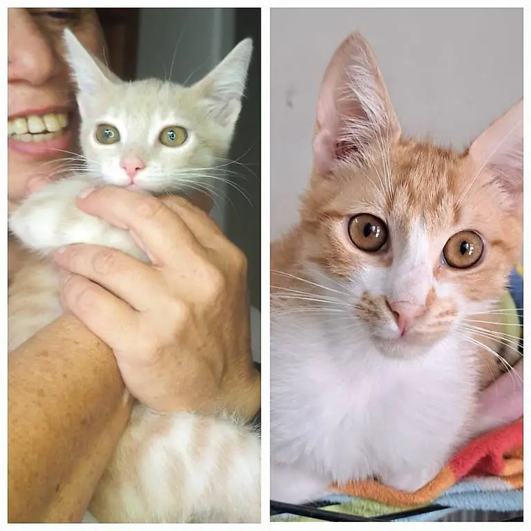 spell & dimis - maine coon mix mit seinem kleinen freund