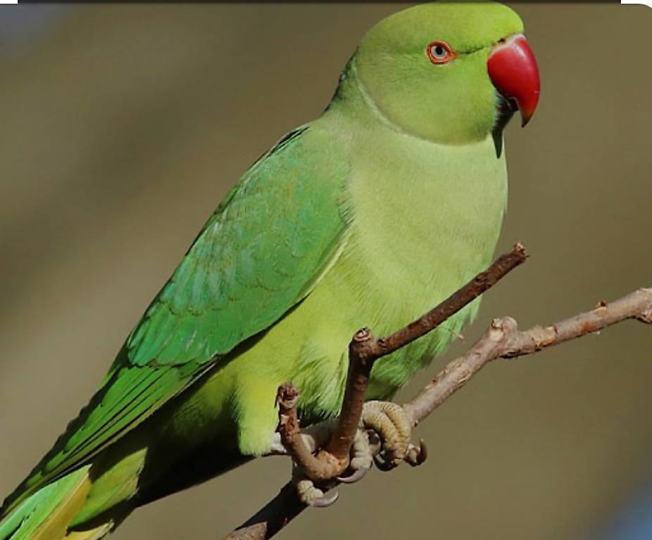 Halsbandsittich Weibchen tausche gegen Männchen