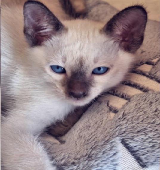 Thaikitten Thaikatze alte Siam mit Stammbaum