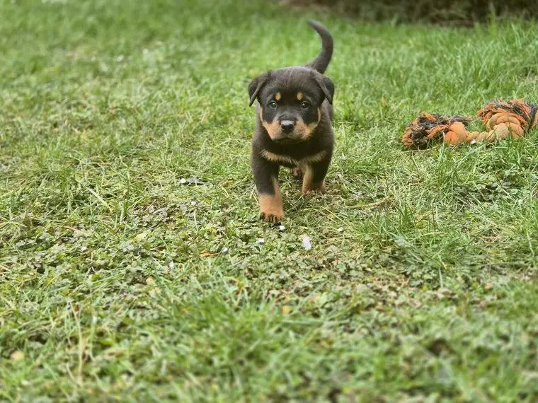 Sehr hübsche reinrassige Rottweiler Welpen mit Papiere