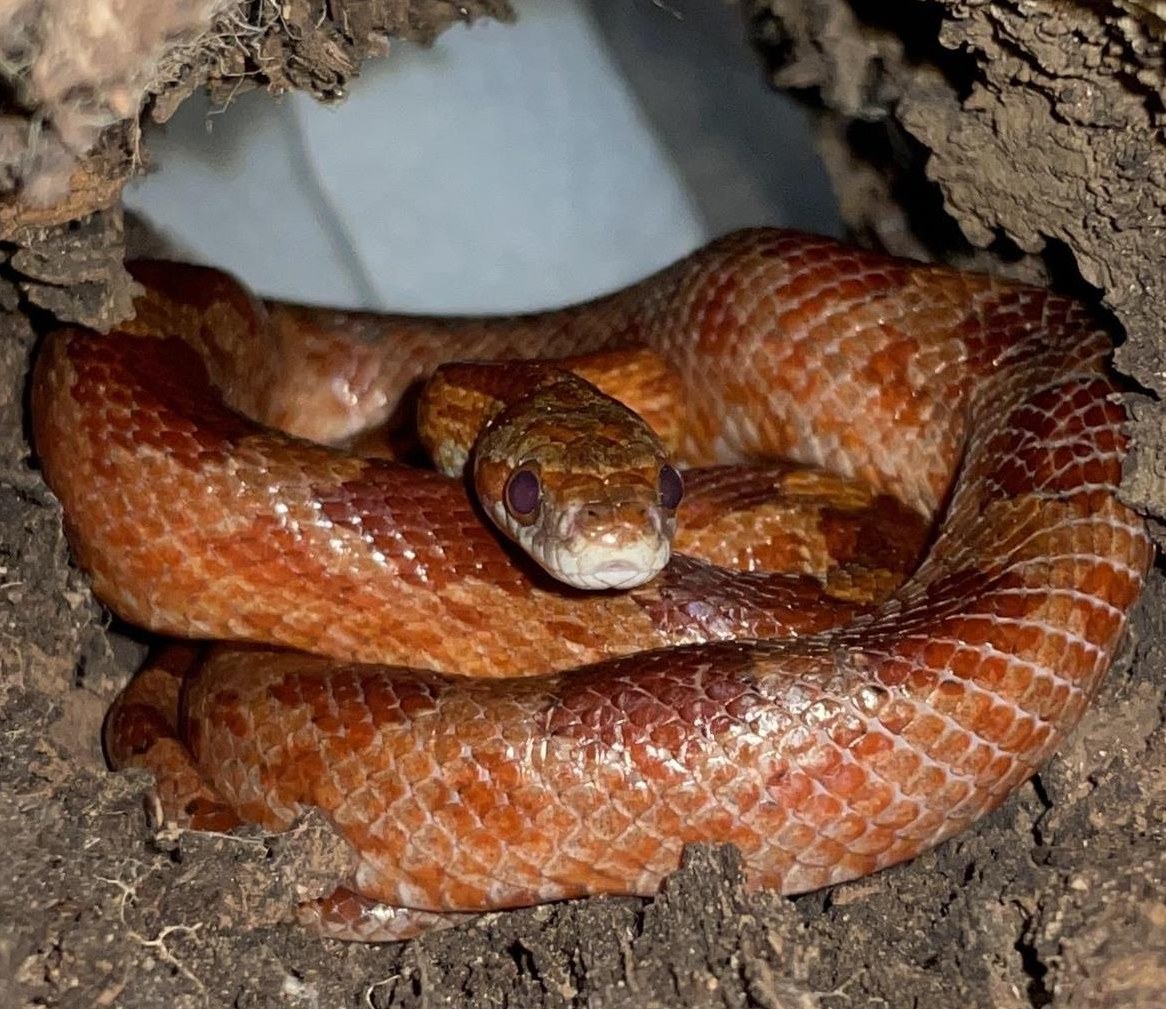 Kornnatter, Pantherophis guttatus «Bloodred» - Bloody Valentine