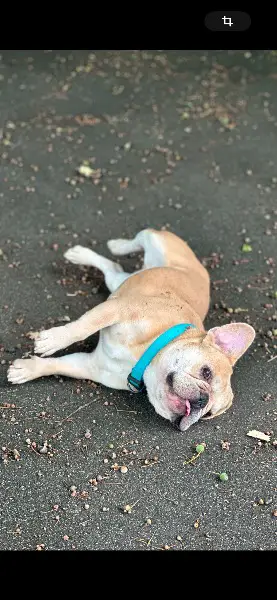 Französische Bulldogge
