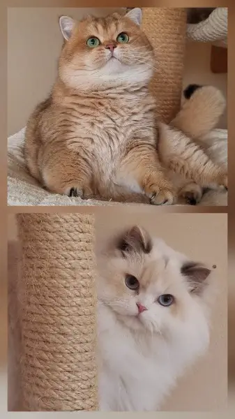 Wurfankündigung April 2026