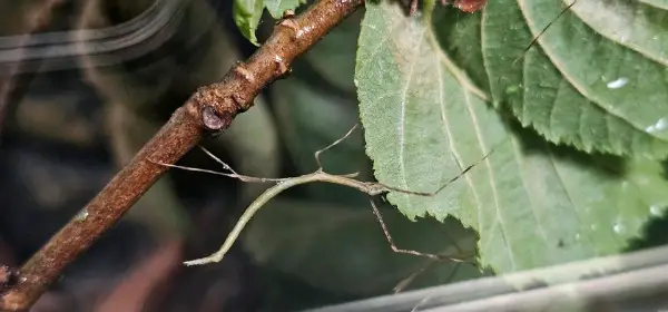 Verkaufe junge Stabheuschrecken