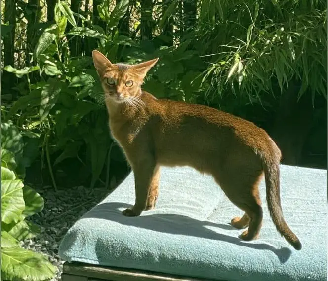 Liebes sanftes Mädchen