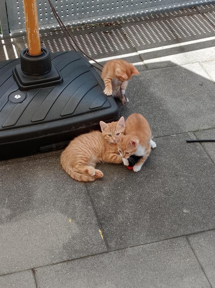 Junge rote Tigerkätzchen vom Bauernhof zu vergeben
