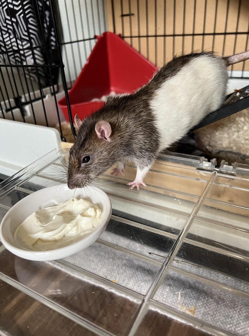 Farbratten Pablo & Carlos suchen ein neues Zuhause