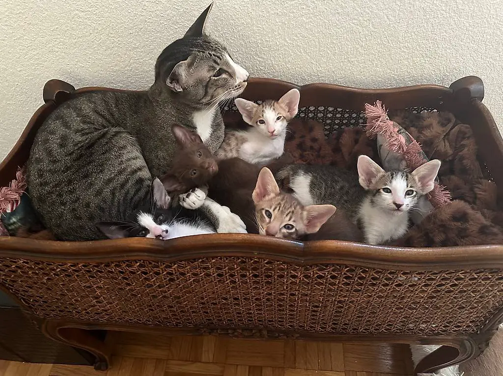 Due bellissimi gattini orientali a pelo corto