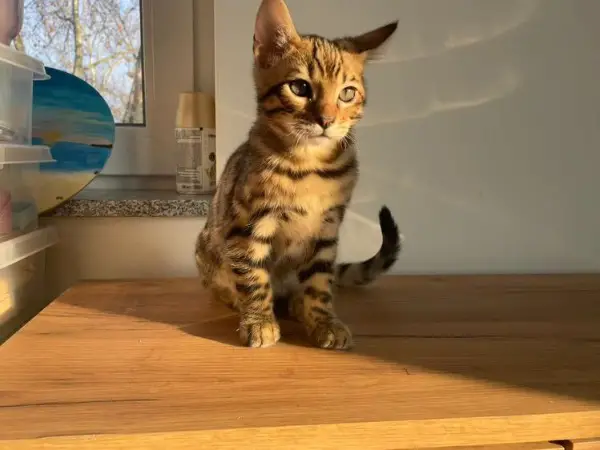 Wunderschöne reinrassige Bengalkitten