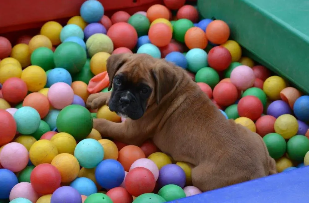Suchen Tierpfleger/in FBA oder EFZ für Ferientierheim