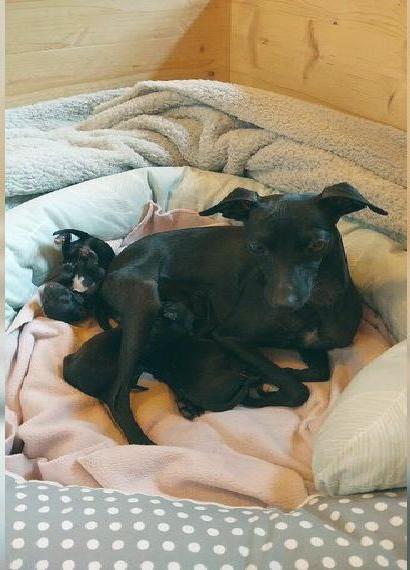 Italienische Windspiel Welpen männlich