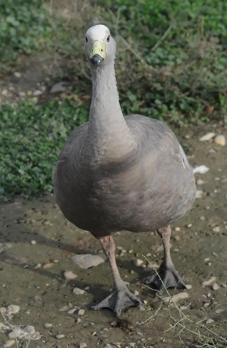 Weibliche Hühnergans, femelle céréopse