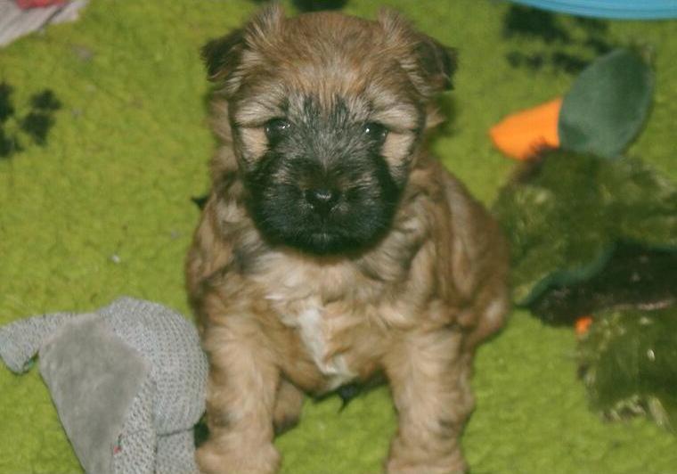 Tibet Terrier Welpe sucht ein Zuhause