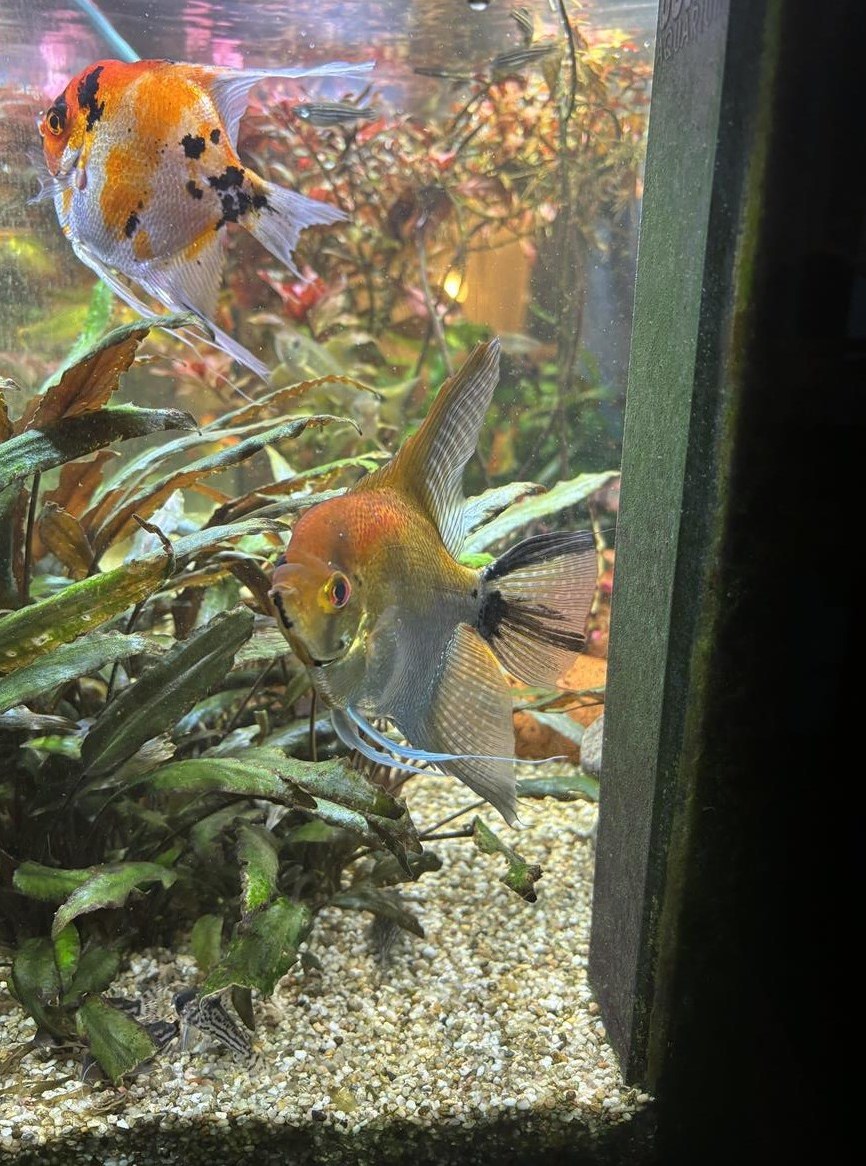 GRATIS: 2 Skalare abzugeben