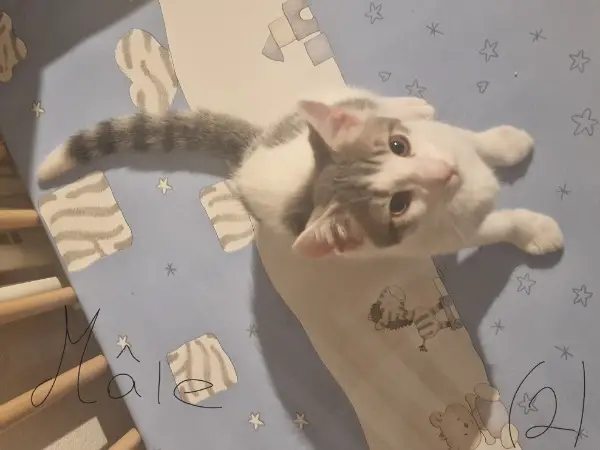 Quatre petits chatons