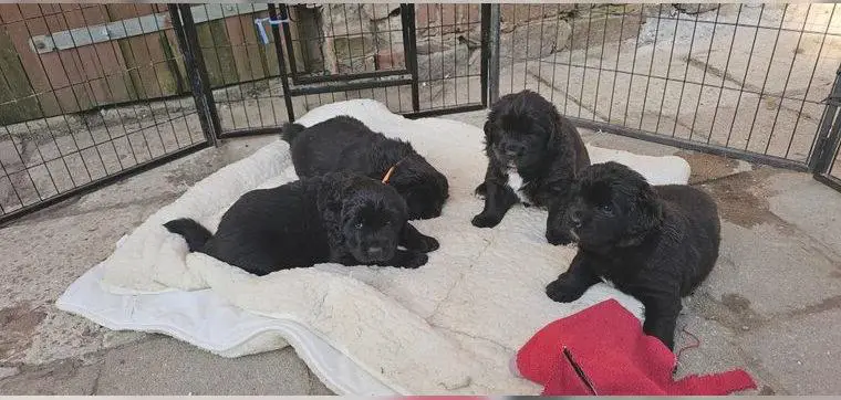 Neufundländer welpen