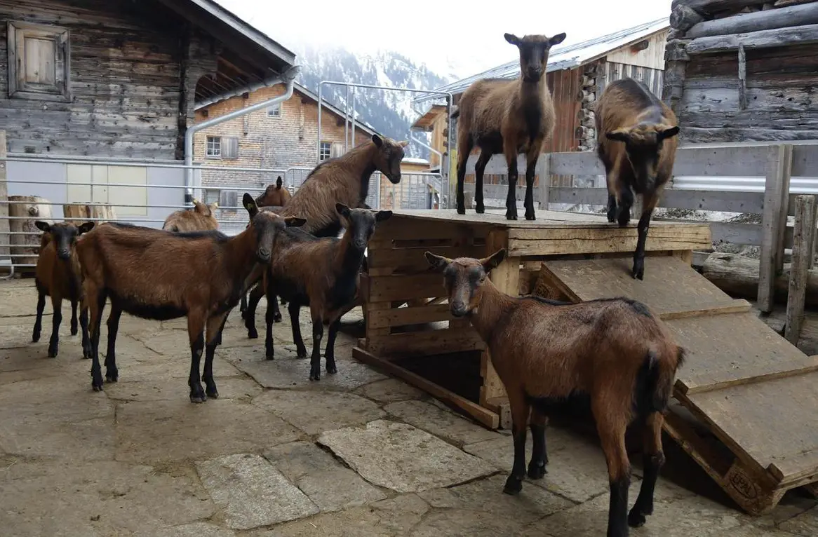 Hornlose Gitzi zu verkaufen