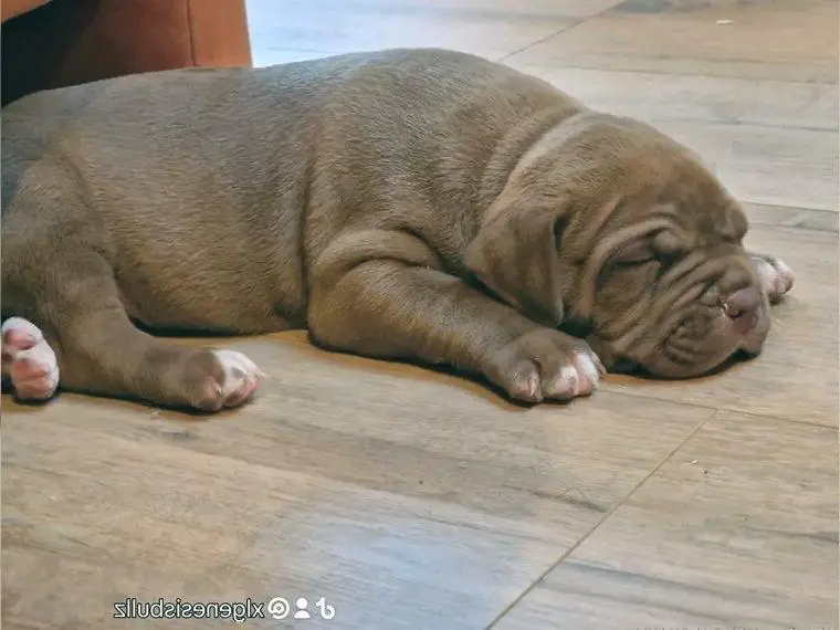 WURFANKÜNDIGUNG: American bully xl xxl puppy, hulk inside Grizzly inside