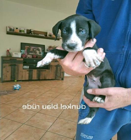 Deutsche dogge welpen
