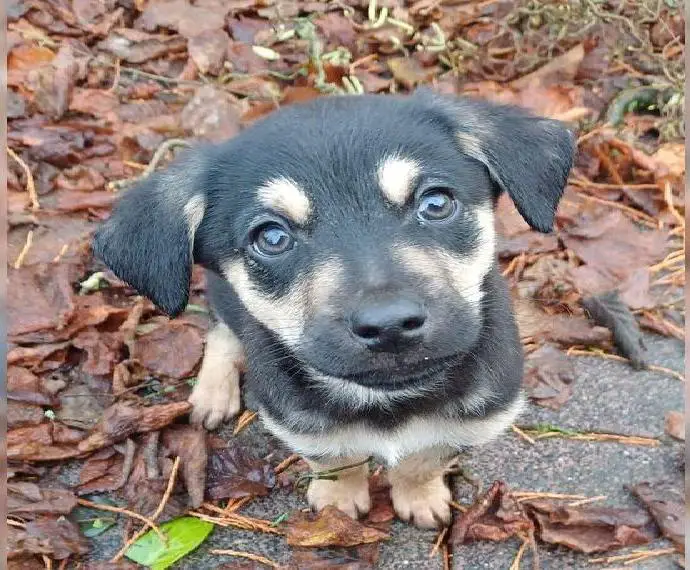 Goldencollie Aussiedor Rüde Keks/ Familienhund/ Anfängerhund