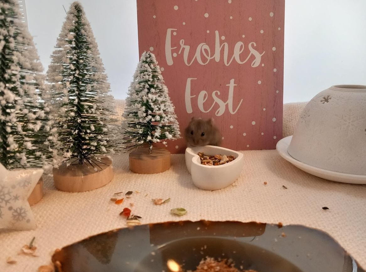 Campbell Zwerghamster Babys