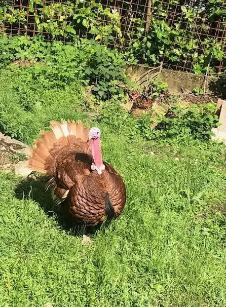 Kupfer-Truthahn ca 3-jährig zu verkaufen