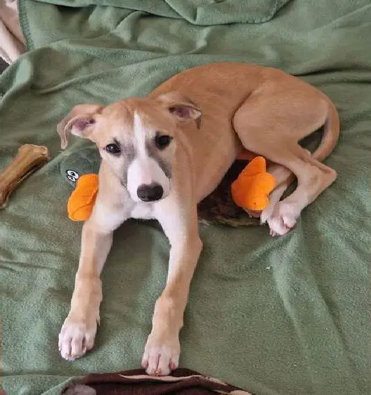 Traumhaft süsse Whippetwelpen mit FCI/VDH/ WCD- Papieren abzugeben