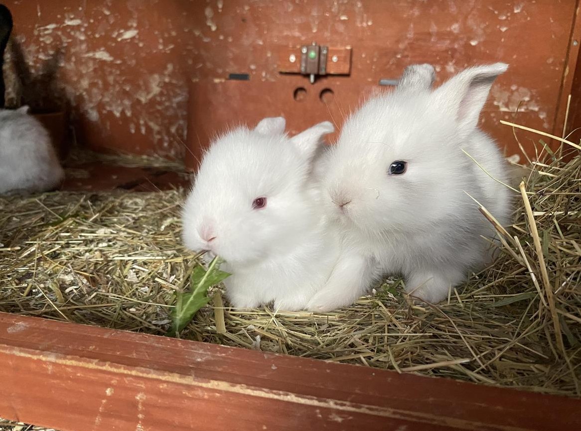 Zwergkaninchen Mischlinge zu verkaufen