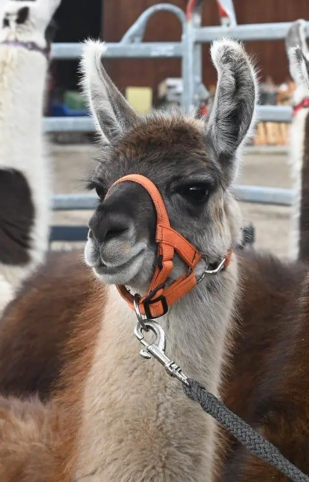 Mehrere Lama Hengste zu verkaufen