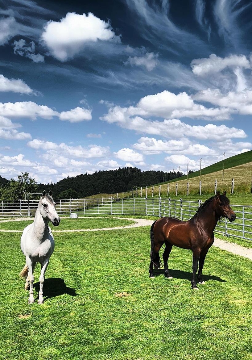 Pferdeimmobilie: Pferde-Paradies für Mensch & Tier zu verkaufen