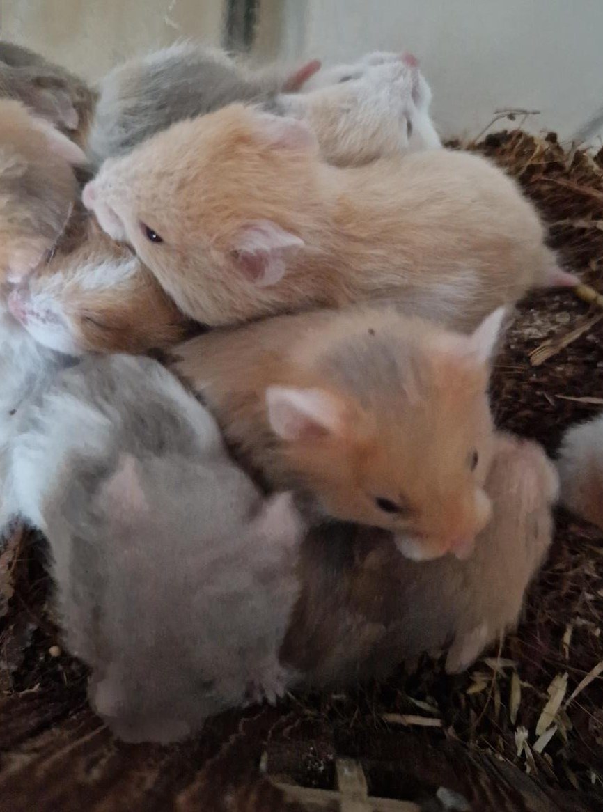 Teddyhamster Babys aus Hobbyzucht