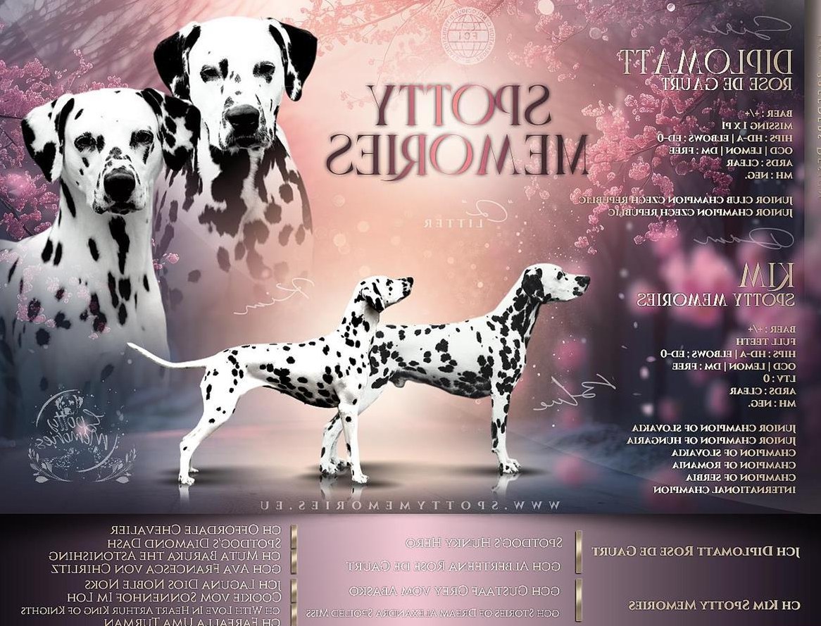 Dalmatiner Welpen mit Stammbaum, FCI-Ahnentafel