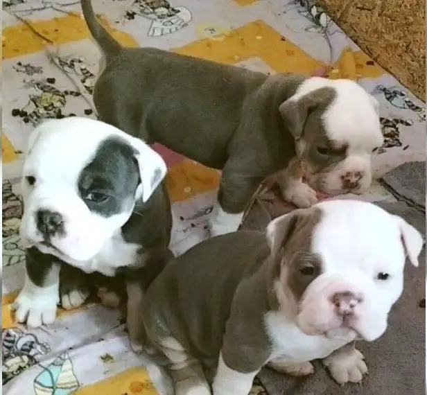 Old english Bulldog Welpen