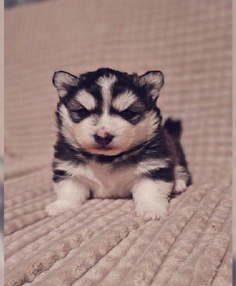 Süsse Pomsky Welpen (Valentinstags Welpen)